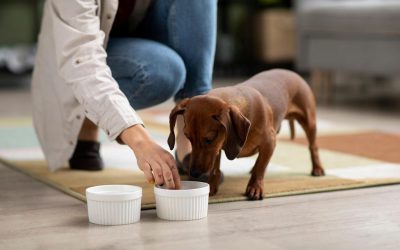 Cambiá el alimento de tu mascota a Nature