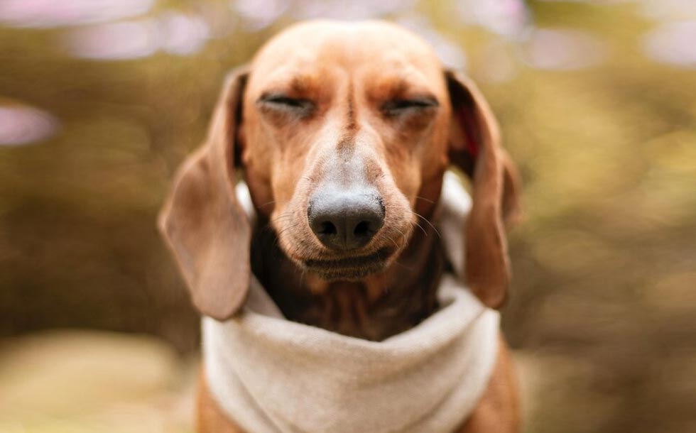 Mi perro va mucho al baño y con olor ¿Qué hago?